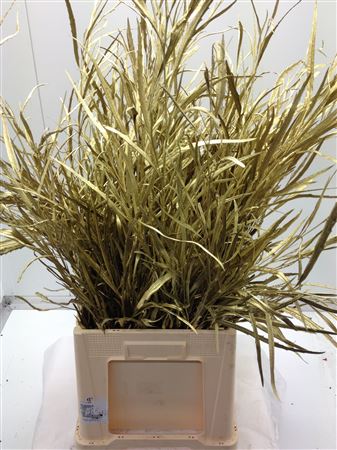 Grevilea Goud
