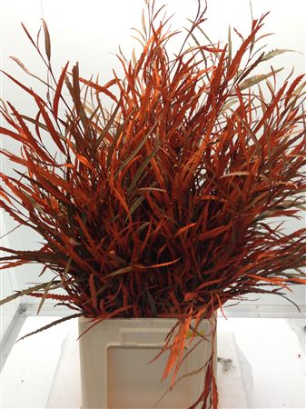 Grevilea Oranje