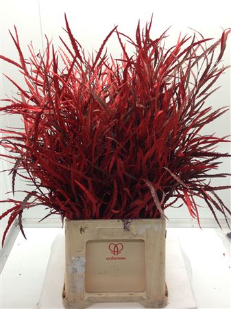 Grevilea Rood
