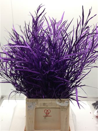 Grevilea Violet