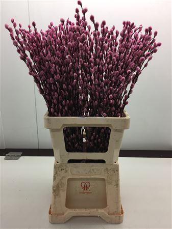 Katjes Licht Rose