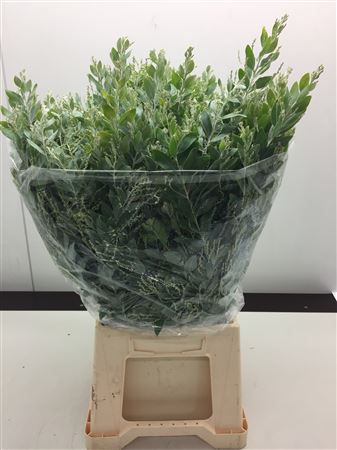 Acacia Dennisboden Bag 60cm 200gram