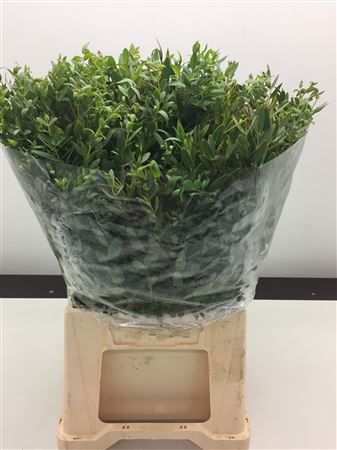 Euc Parvifolia Kort