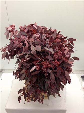 Euc Populus Bes Rood (fr)