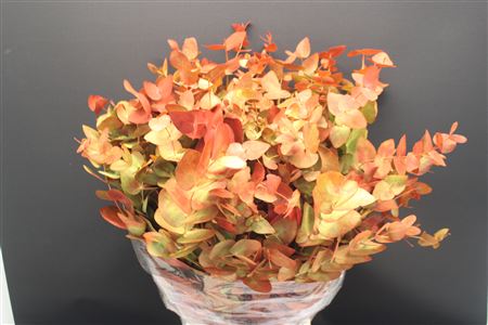 Euc Cinerea Verf Herfst