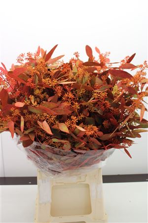 Euc Populus Bes Herfst