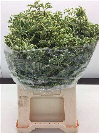 Pittosporum Ov
