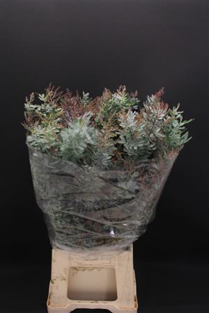 Mimosa Baleyana