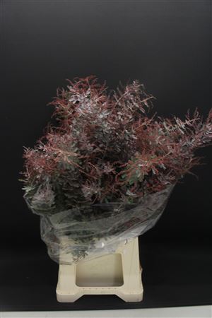 Mimosa Baleyana