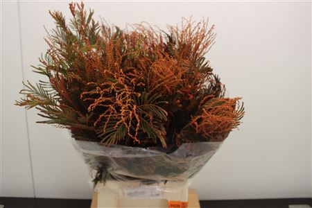 Acacia Baleana 50cm 200gram