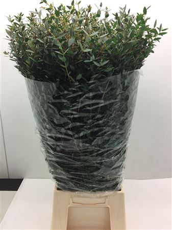 Euc Parvifolia Lang (fr)