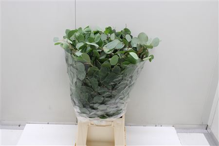 Euc Populus Blad