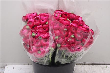 Ranunculus Elegance Hot Pink 40cm