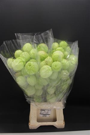 Asclepias Moby Dick 60cm