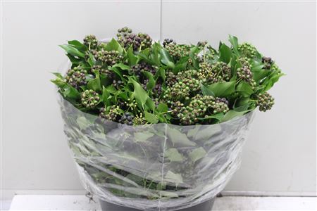 Cutgreens Hedera Berry Per Bunch 50cm 400gram