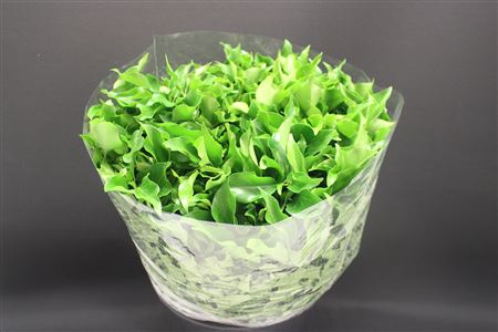Hedera Blad Italie