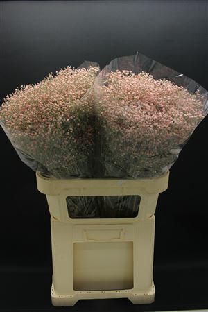 Gyps Fijn Rose Licht
