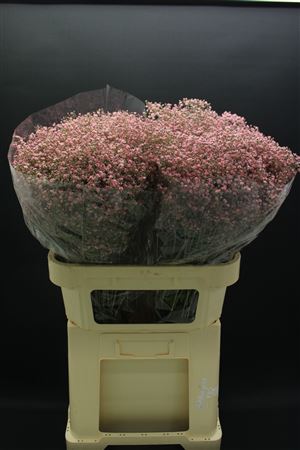 Gyps Fijn Rose Nieuw