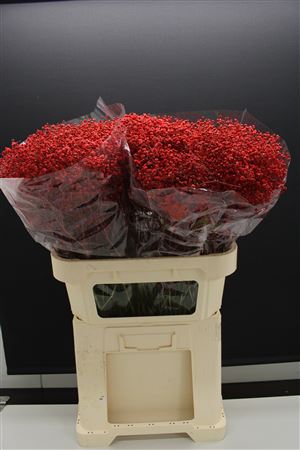 Gyps Grof Red