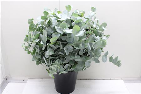Euc Cinerea 300gr (fr)