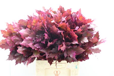 Querc Rubra Dyed Cerise 60cm