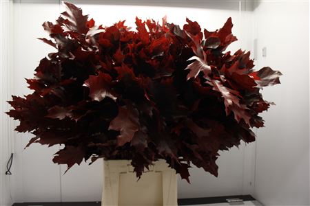 Eik F Grof Rood 80 Cm