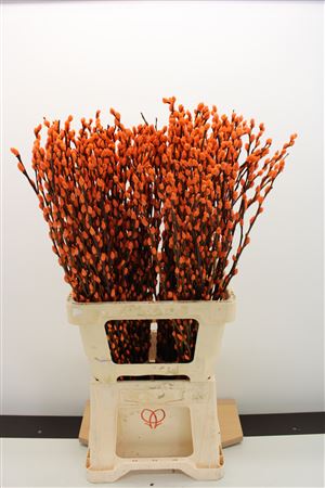 Katjes Oranje