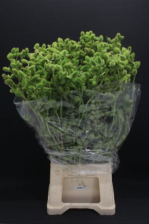 Datura Mini Exclusief
