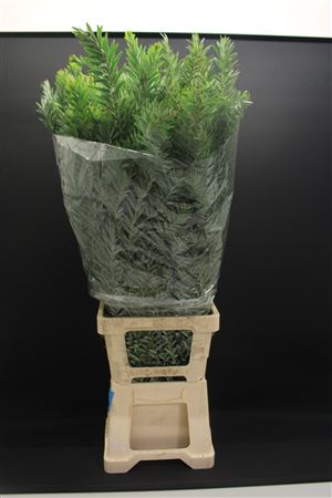 Mimosa Luna D Argento 120cm