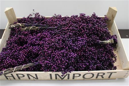 Pepperberry Aubergine