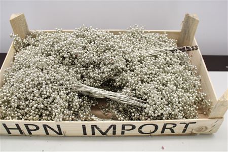 Pepperberry Platina