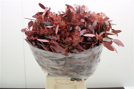 Euc Populus Bes Rood (fr)