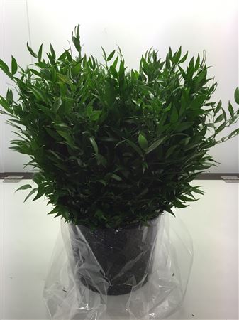 Ruscus Kort Ex