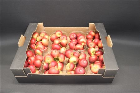 Sierappel Malus