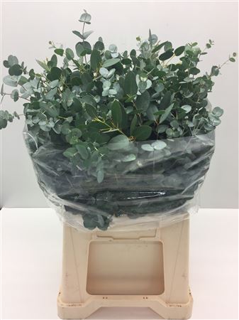 Eucalyptus Bnch Gunni 50cm 180gram