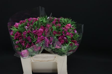 Anemone Marianne Orchid 40cm