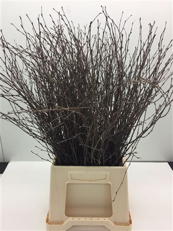 Betula Bs