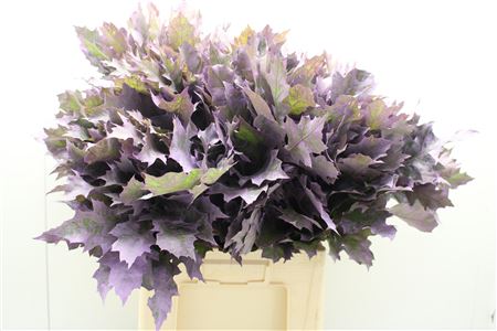 Quercus Rubra Dyed Milka 60cm