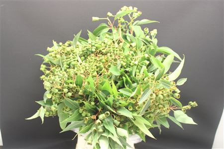 Euca Corimbia