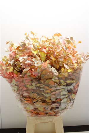 Euc Cinerea Monet