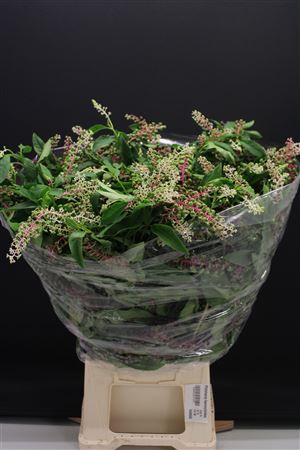 Phitolacca Karmozijnbes
