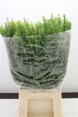 Rosemary Per Bunch 50cm 300gram