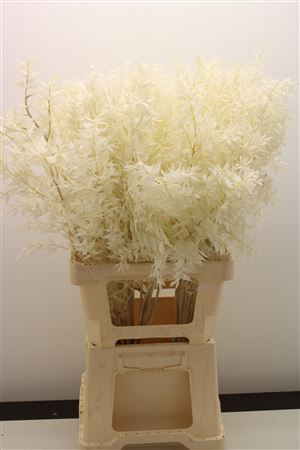 Dr Ruscus Bleached Naturel