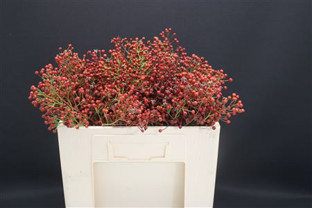 Rosa Sanne 50cm