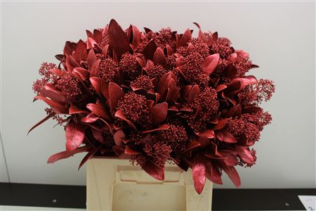 Skimmia Aubergine