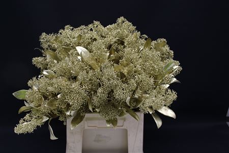 Skimmia Goud