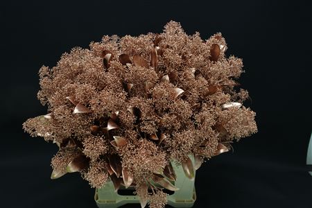 Skimmia Koper