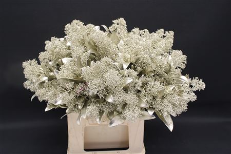 Skimmia Platina