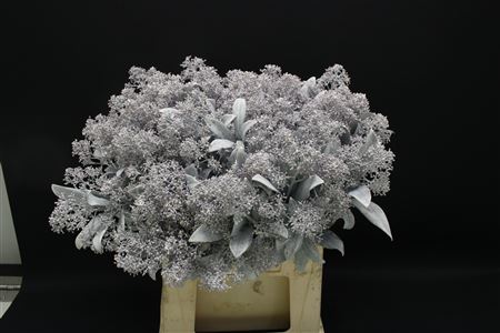 Skimmia Wit Geverfd