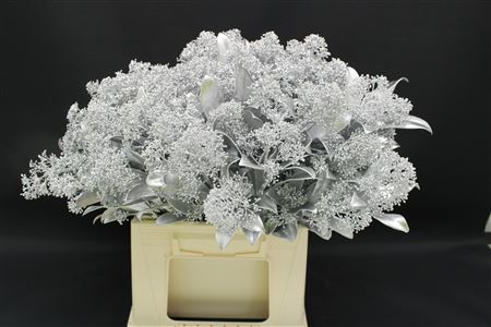 Skimmia Zilver